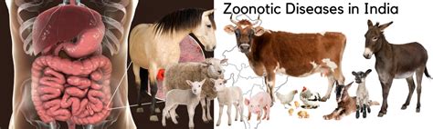  Zoonoses: A Journey into the Intersection of Animal and Human Health!