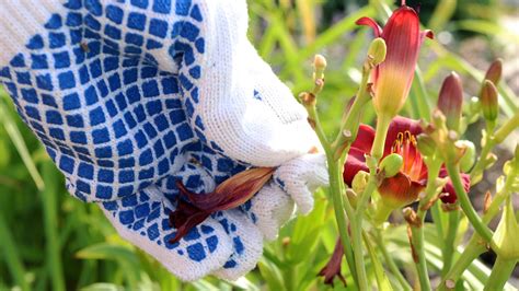  Gardening for Beginners in Nigeria:  A Verdant Voyage into the Heart of Horticultural Harmony